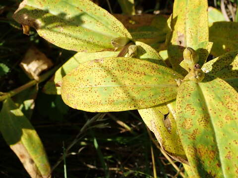 Image of Puccinia gentianae (F. Strauss) Link 1824