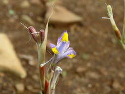 Image of blue-tulip