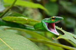 Image of Leptophis ahaetulla praestans (Cope 1868)