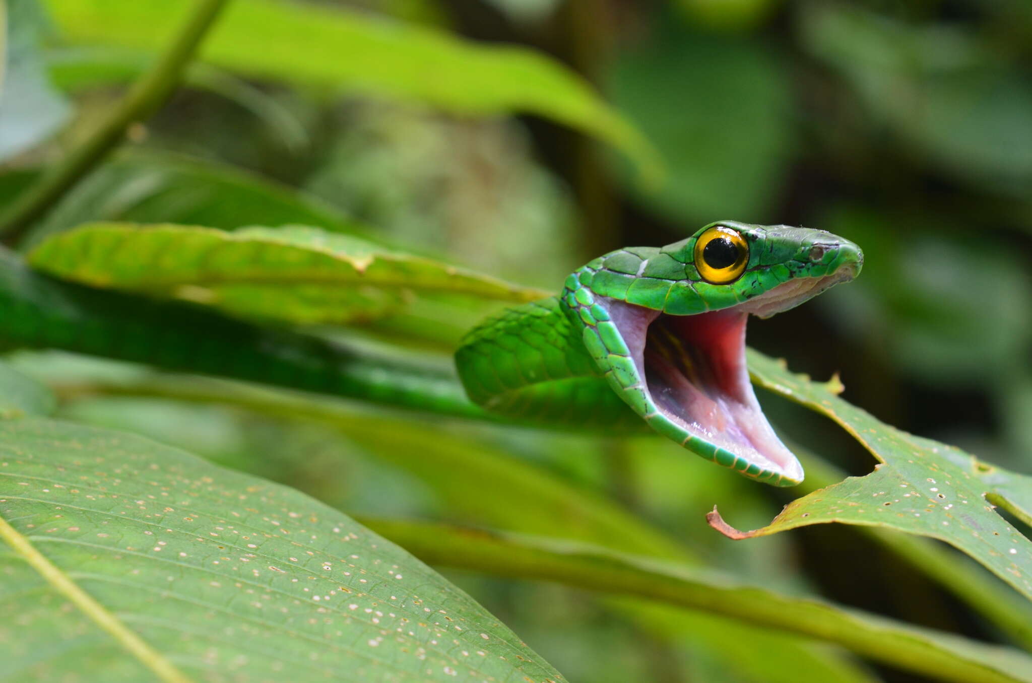 Leptophis ahaetulla praestans (Cope 1868)的圖片