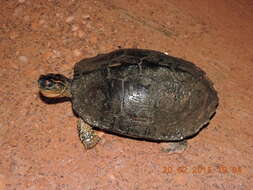 Image of Spot-legged turtle