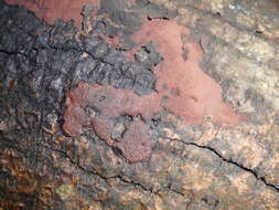 Image of Hypoxylon petriniae M. Stadler & J. Fourn. 2004