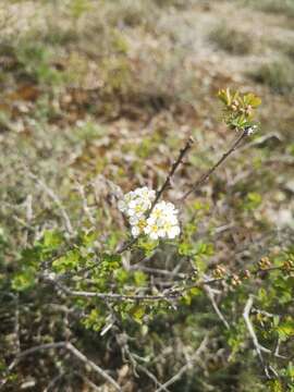 Image of Spiraea hypericifolia subsp. obovata (Waldst. & Kit. ex Willd.) Dostál