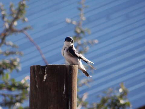 Image of Chilean Swallow