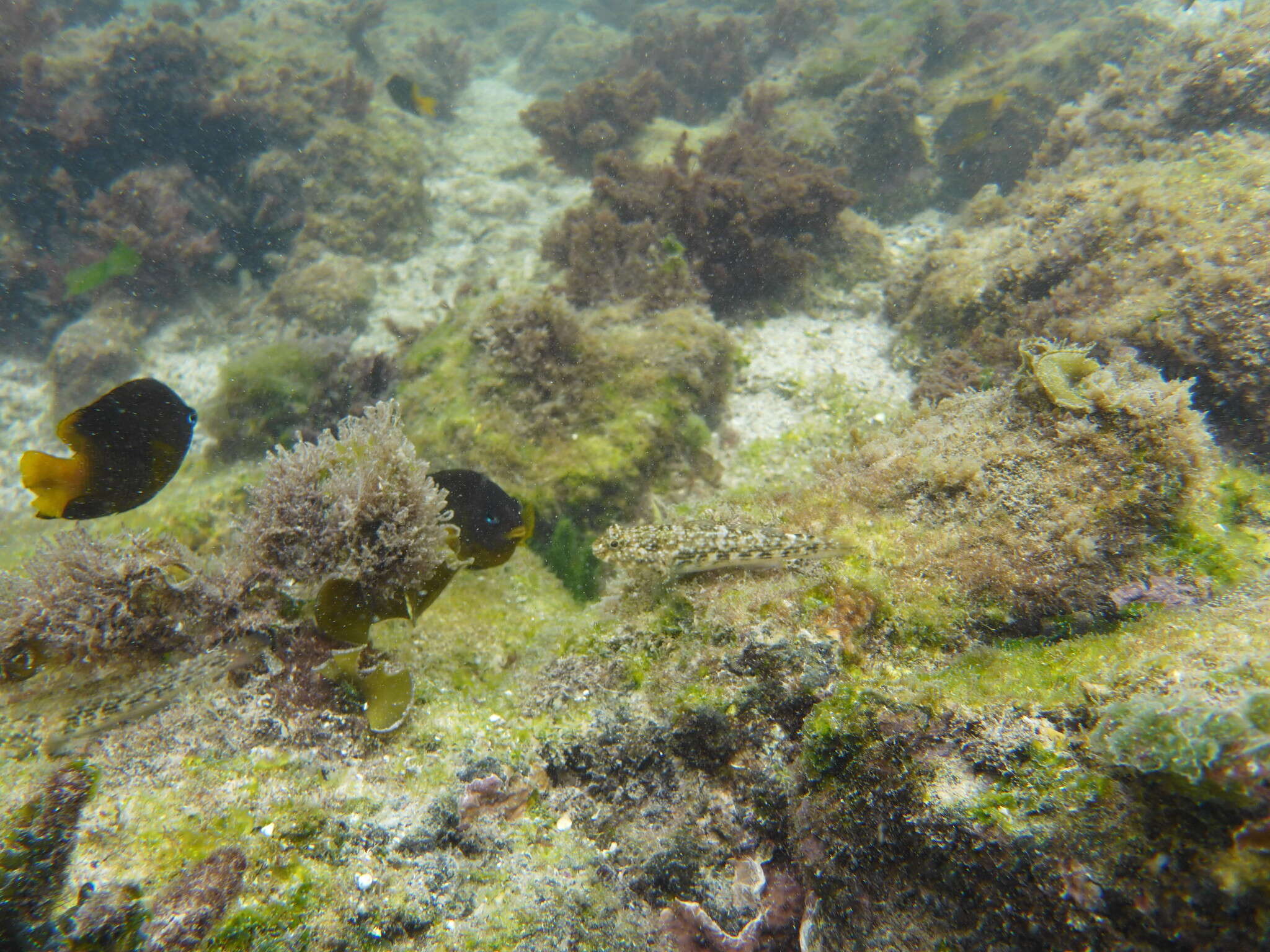 Image of Throatspotted blenny