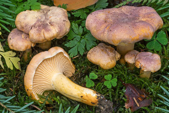 Cantharellus amethysteus (Quél.) Sacc. 1887 resmi