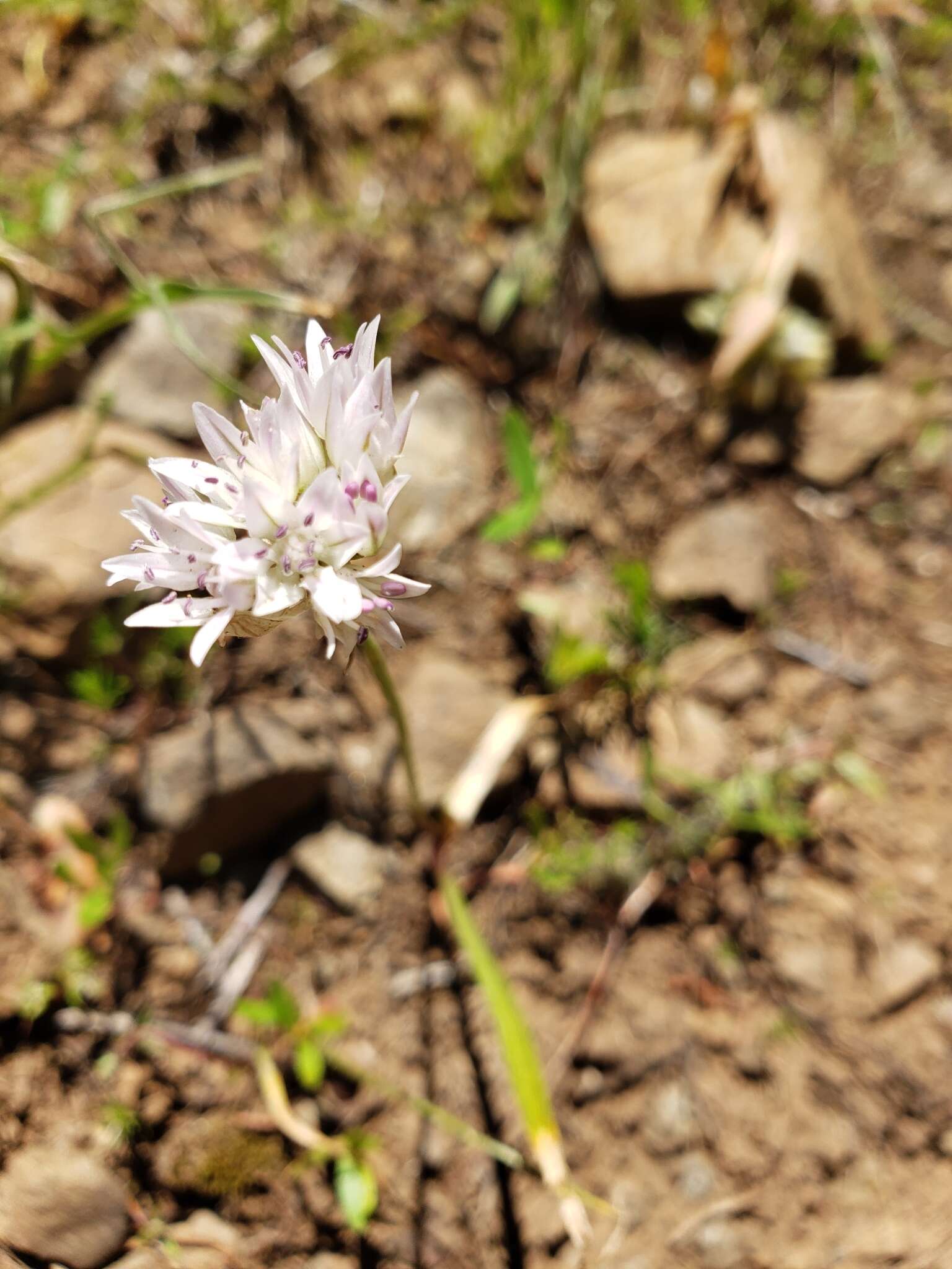 Image of Cuddy Mountain onion