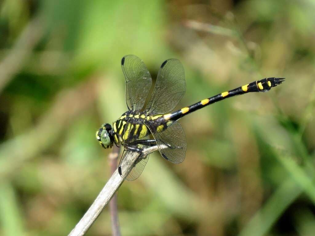 Imagem de Ictinogomphus decoratus (Selys 1854)