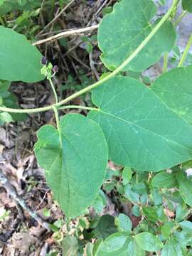 Image de Matelea carolinensis (Jacq.) R. E. Woodson