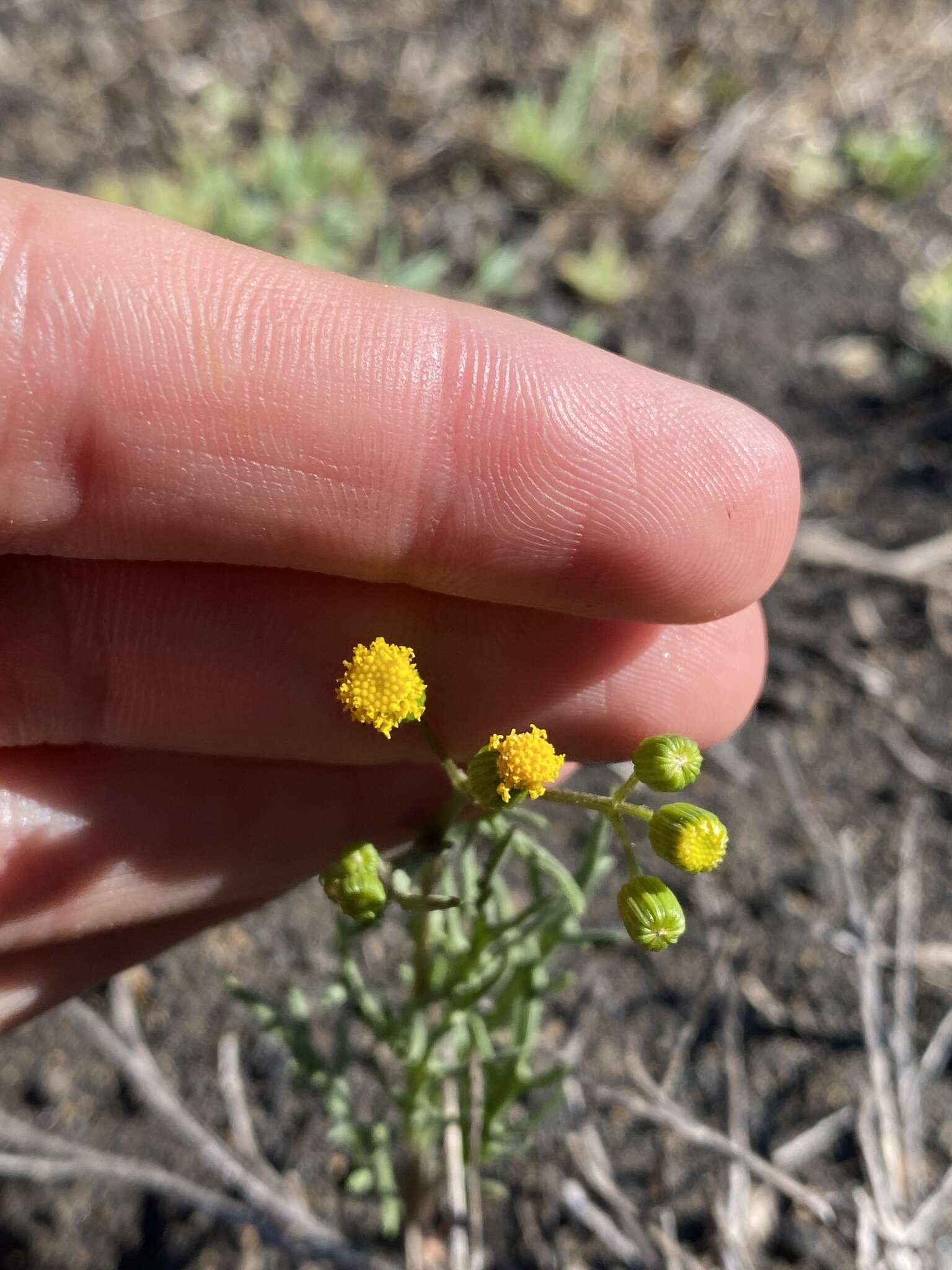 Plancia ëd Senecio glaucus L.