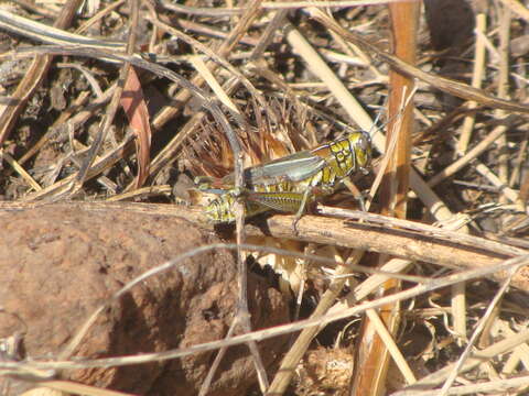 Image of Hesperotettix viridis viridis (Thomas & C. 1872)