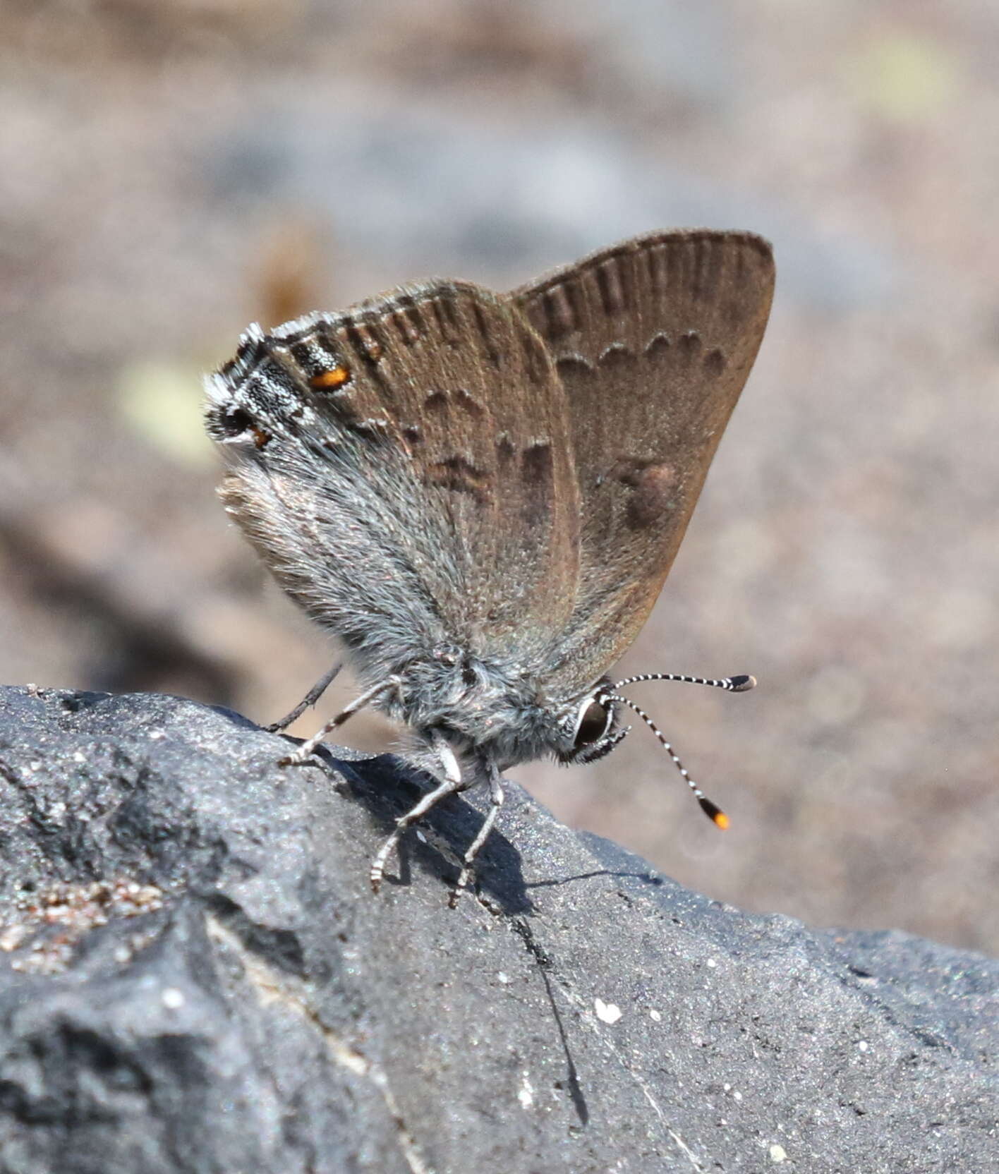 Image of Gold-hunters Hairstreak