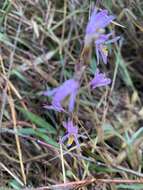 Image of Pink kunai orchid