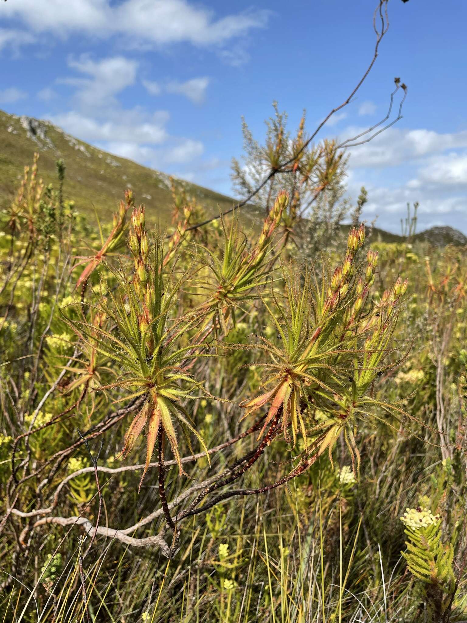 Image of Roridula gorgonias Planch.