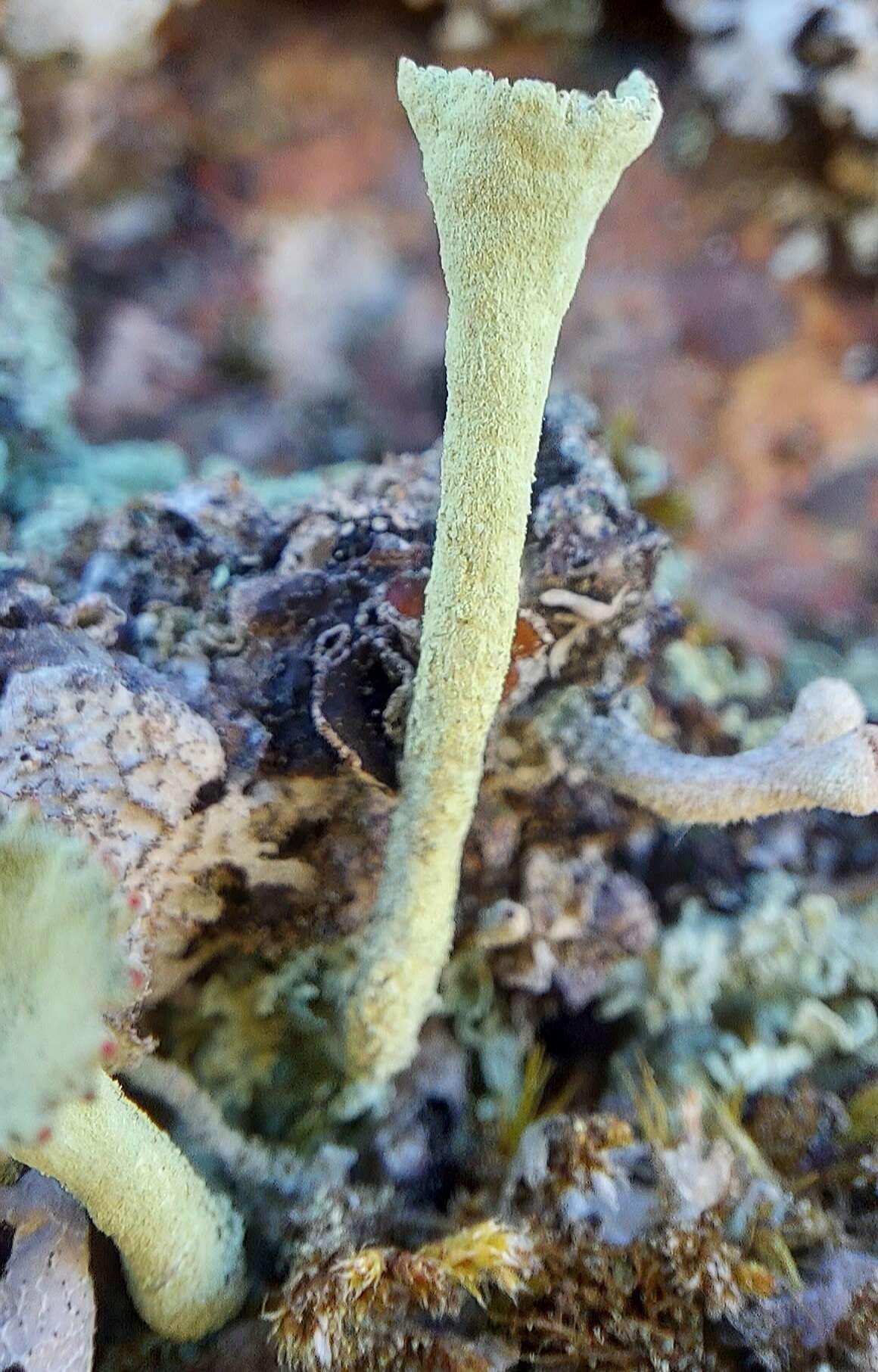 Image of deformed cup lichen