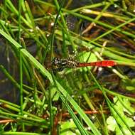 Image of Eastern Pygmyfly