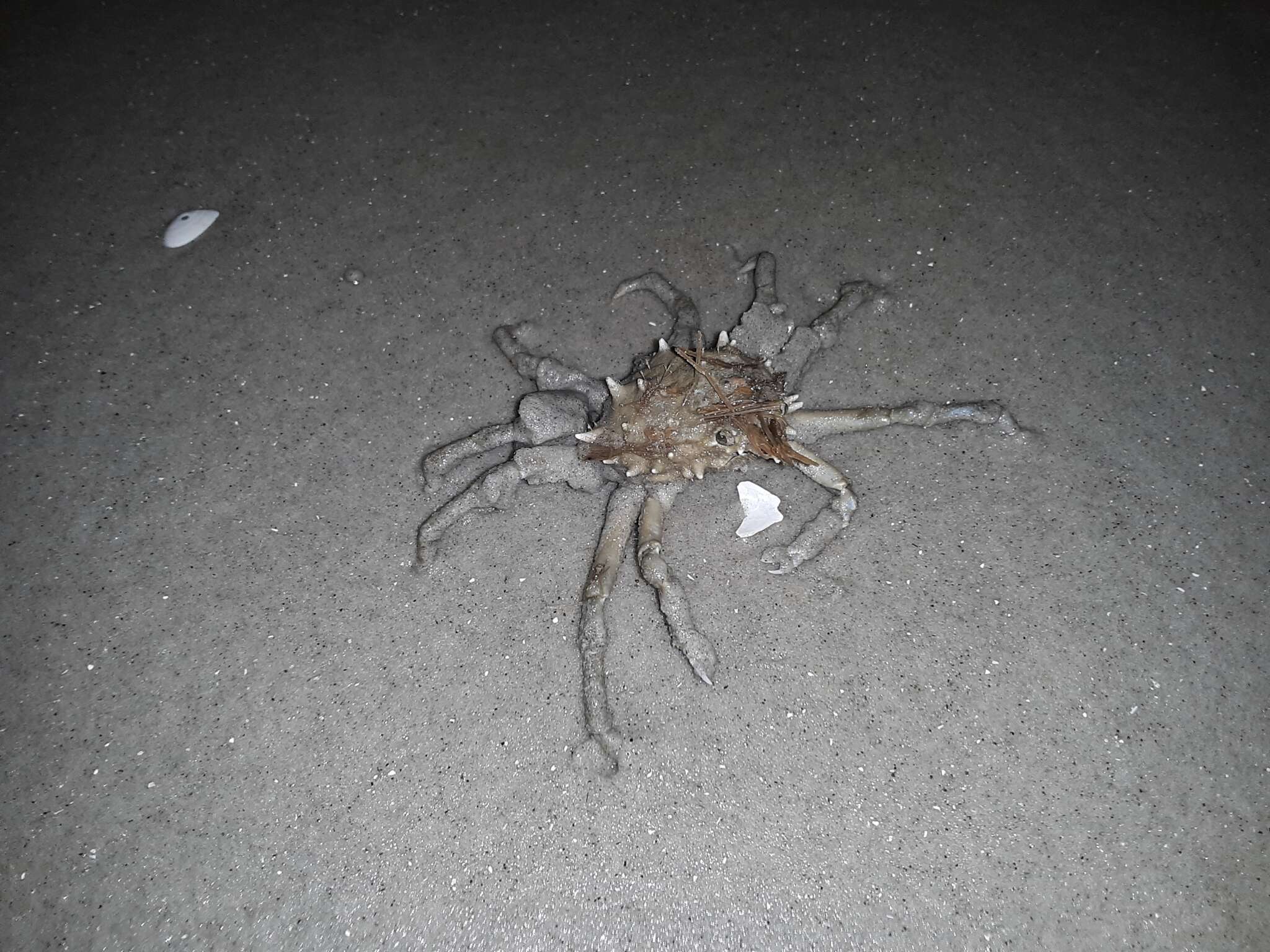 Image of doubtful spider crab