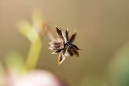 Image of Osteospermum ciliatum Berg.