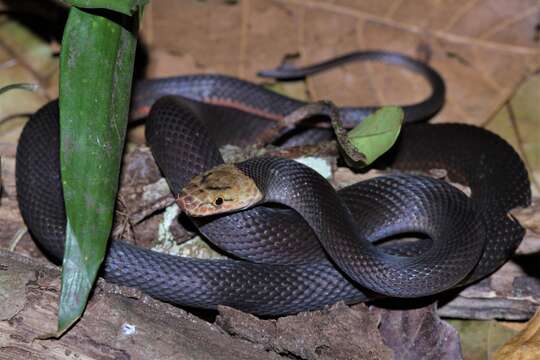 صورة Bothrophthalmus Peters 1863