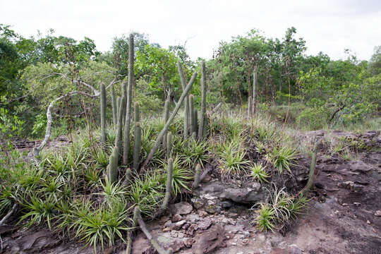 Image of Cleistocactus samaipatanus (Cárdenas) D. R. Hunt