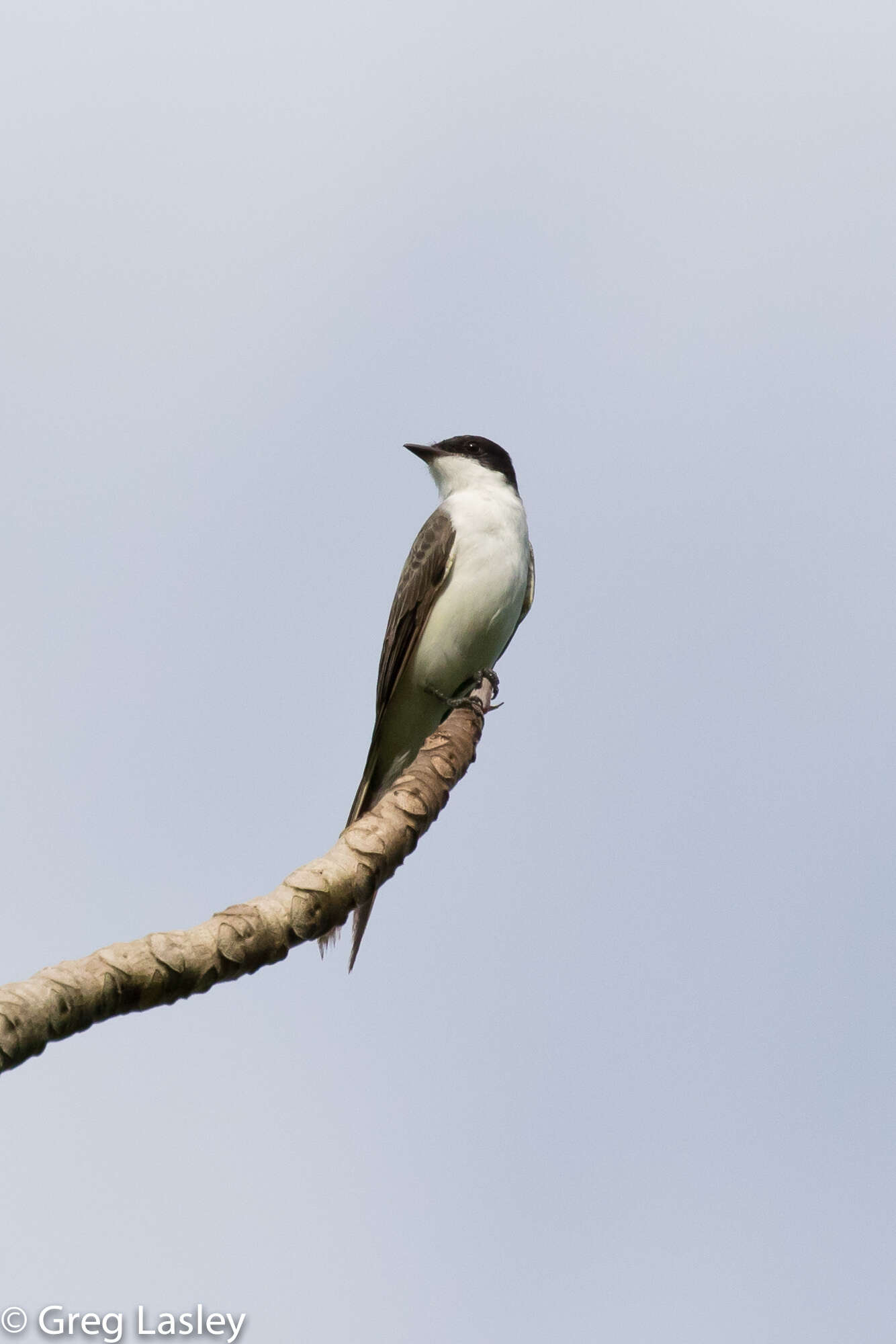 Image of Fork-tailed Flycatcher