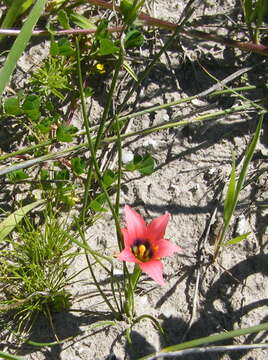 Image of Romulea obscura Klatt