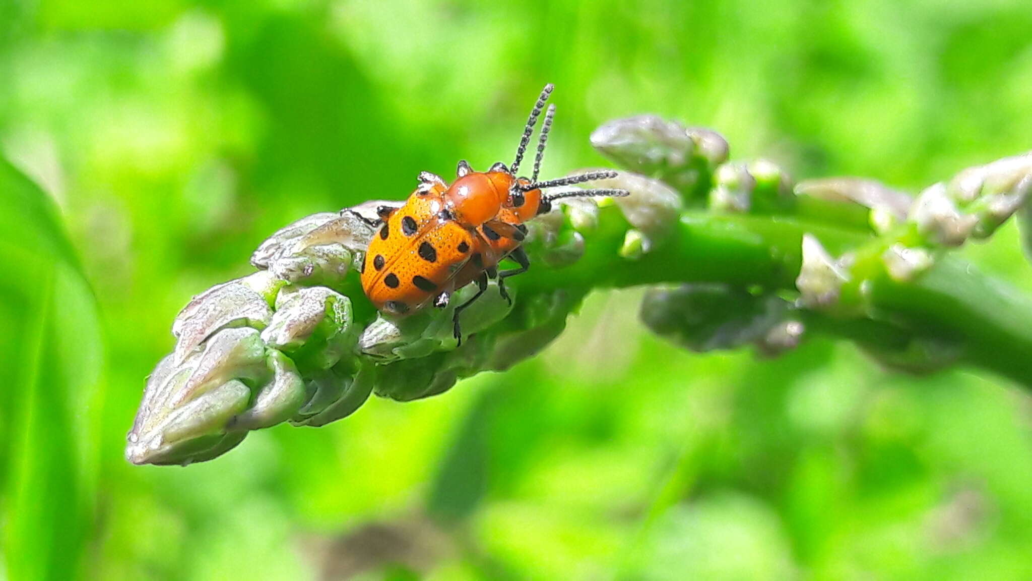 Image of Spotted asparagus beetle