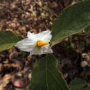 Image of Solanum ferrugineum Jacq.