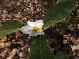 Image of Solanum ferrugineum Jacq.