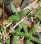 Image de Ceropegia africana subsp. africana