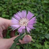 Image de Centaurea pullata L.