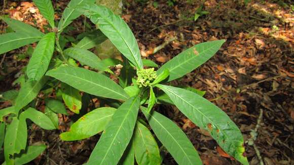 صورة Psychotria tenuifolia Sw.