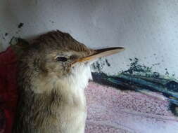 Image of Blyth's Reed Warbler