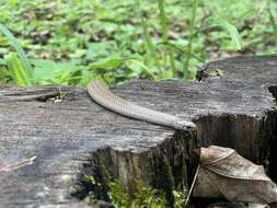 Image of Mountain Earth Snake