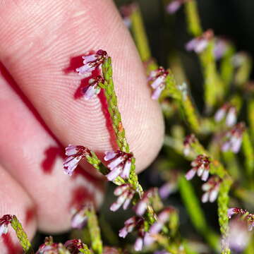 Image of Erica equisetifolia Salisb.