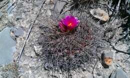 Image of Thelocactus buekii (Klein bis) Britton & Rose