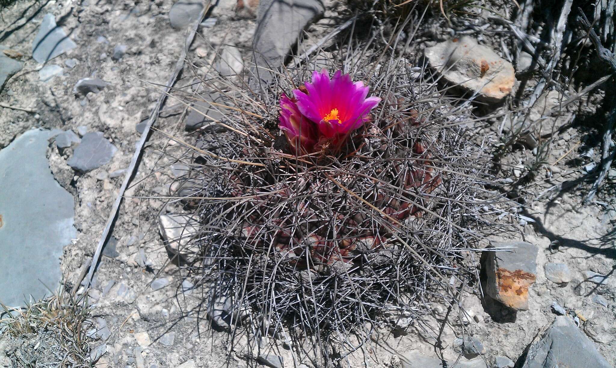 Image of Thelocactus buekii (Klein bis) Britton & Rose