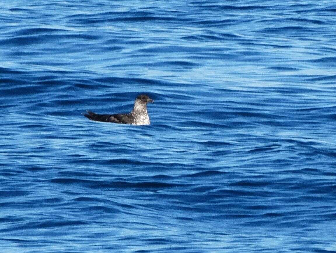 Image of Pomarine Jaeger