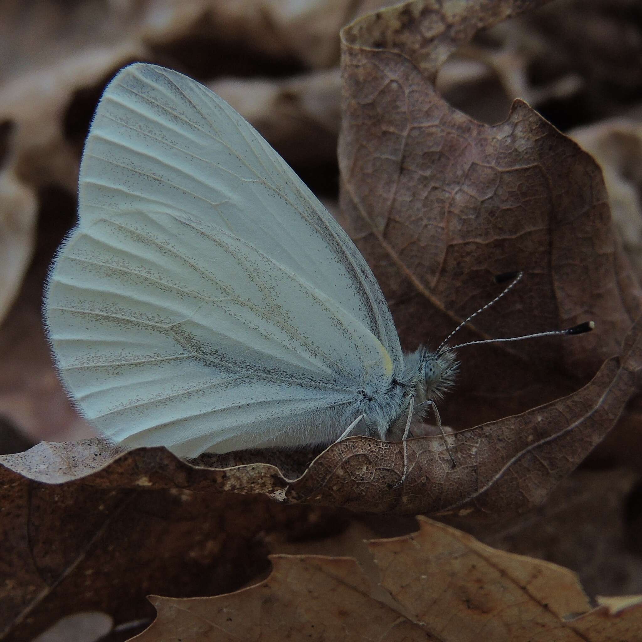 Image of West Virginia White