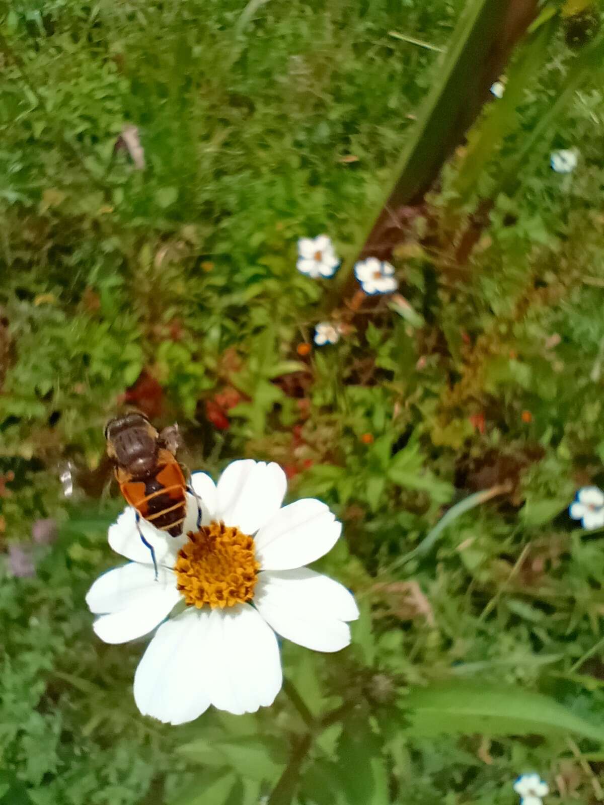 Image of Eristalis bogotensis Macquart 1842