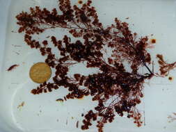 Image of Rhodomela lycopodioides