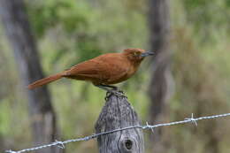 Image of Caatinga Cacholote