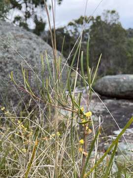 Image of Acacia granitica Maiden