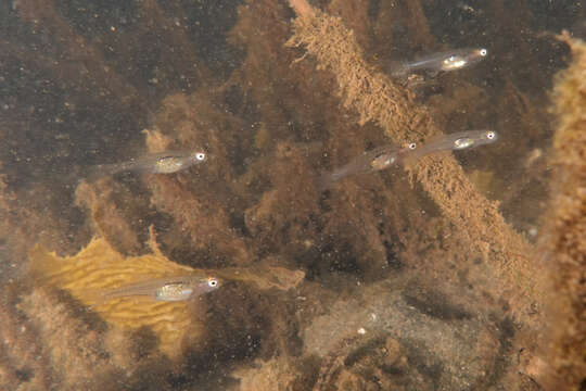 Image of Glass goby