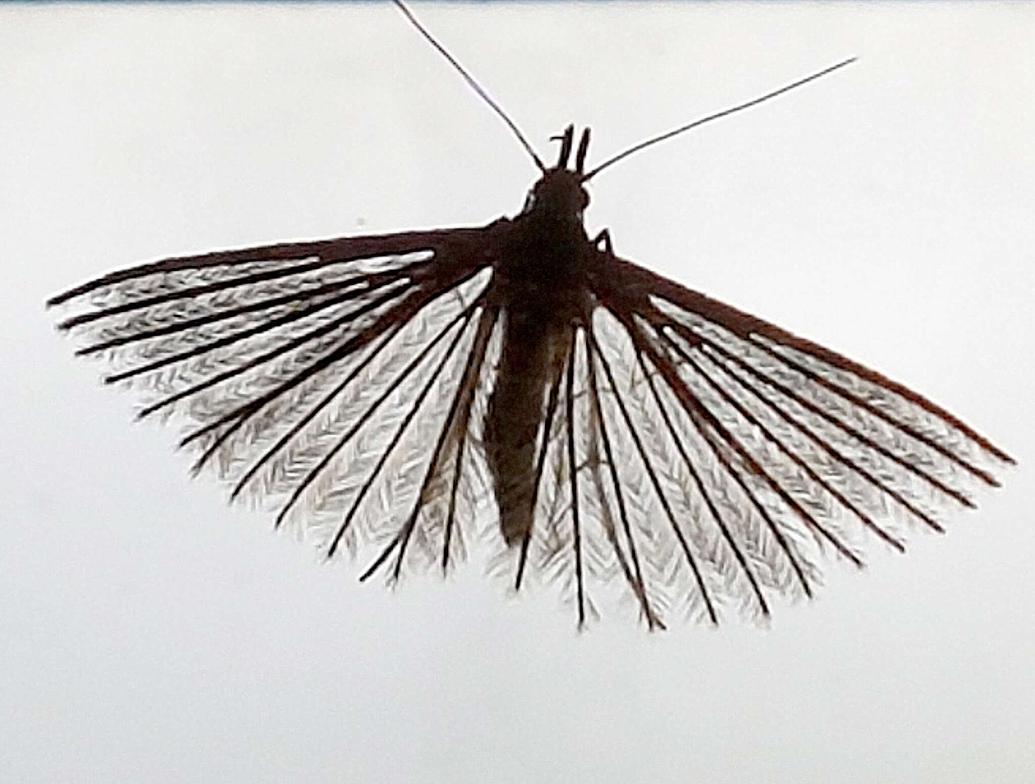 Image of twenty-plume moth