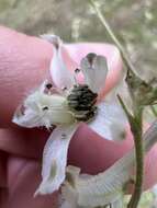 Delphinium carolinianum subsp. calciphilum M. J. Warnock的圖片