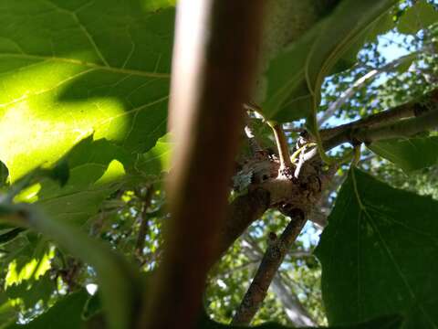 Image of Plane anthracnose