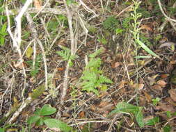 Image of Habenaria arenaria Lindl.