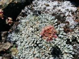 Image of cushion buckwheat