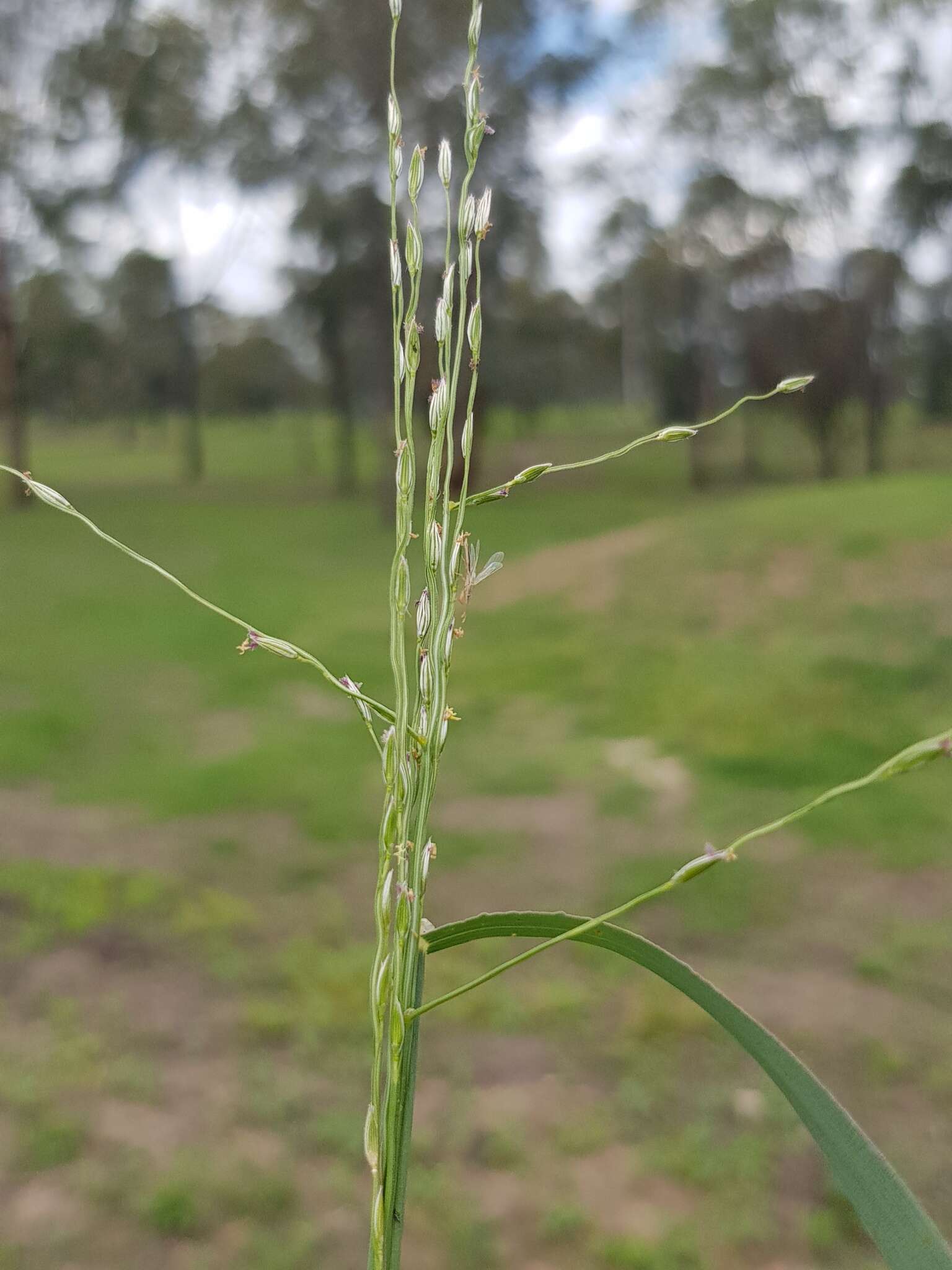 Image of Digitaria porrecta S. T. Blake